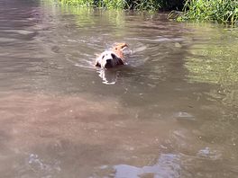 Wild swimming