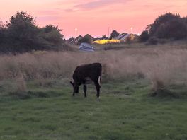 Amazing sun set with the animals on
