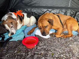 Doggies on site after their walk