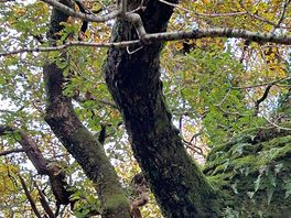 Our first red squirrel!!