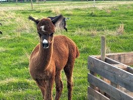 One of the lovely alpacas on site.