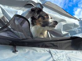 My dog enjoying the views