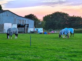 Friendly horses