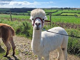 Fred the alpaca