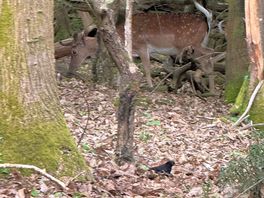 Deer close to our caravan