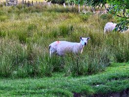 Sheep next to us.