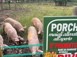 Świnki, nie można dokarmiać
