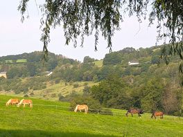 View of the horses from our pitch in the morning