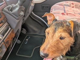 Elvis ready for his little break