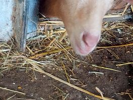 Peekaboo