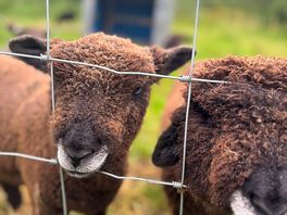 Baby sheep