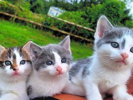 Host had some lovely kittens on the farm, cuddle time!