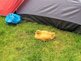 The chickens are friendly