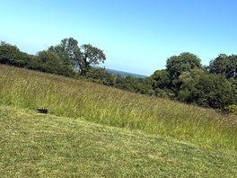 Views!