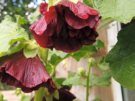 Gorgeous flowers around the site