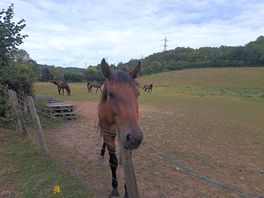 Horses around the corner from the campsite.