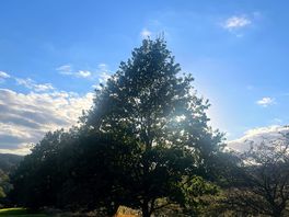 Views