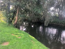 River & the local swans