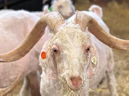 Sheared goat