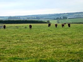 Cows