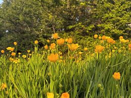Buttercups