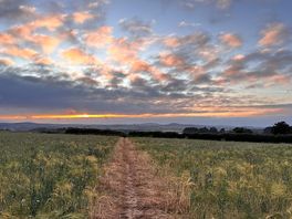 Sunset over fields