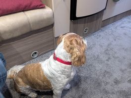 Dog loved it