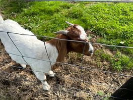 Friendly goats