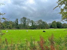 The neighbours