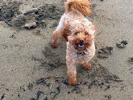 Cookie loving early morning run on the beach just a 5 minute walk away