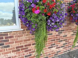 Amazing hanging baskets
