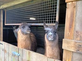 Llamas