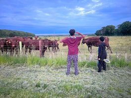 🐄