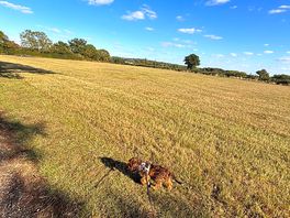 Excellent walks for dogs