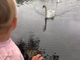 Friendly swans