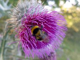 Thistles a plenty