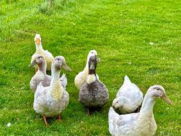 The daily duck parade