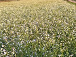 Wild flowers