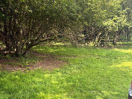 Beautiful small wood near