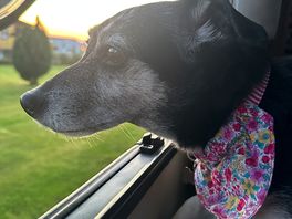 Doggo friendly 🐾