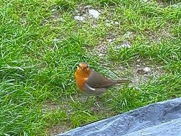Friendly visitor