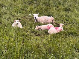 Sheep on trail