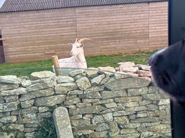 Goats!