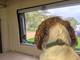 Jasper nosing at the neighbours