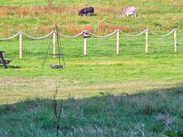 Donkeys