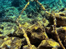 Snorkeling 100m off the beach