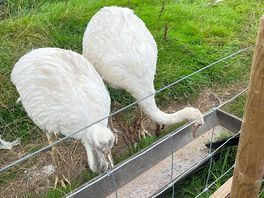 Ostriches