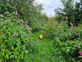 Path to the river