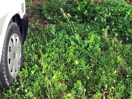 Our pitch, soft compost like,overgrown with large weeds