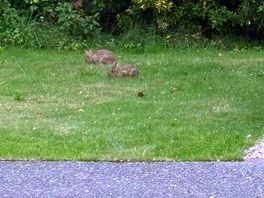 Local wildlife the kids loved to watch in an evening 🐇